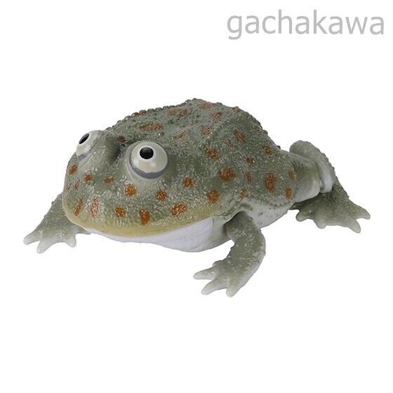 Ikimono Encyclopedia Repti Budget Frog and Ceratophrys Set of 5 capsule toy - Image 4